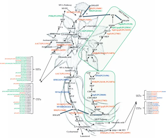 Fig. 6. Spatial distribution of proteins identiﬁed related to ginsenoside biosynthesis pathway