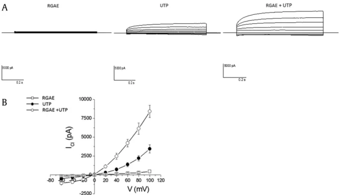 Fig. 6. Activation currents in TMEM16A stably transfected HEK cells in whole-cell patch clamp recordings