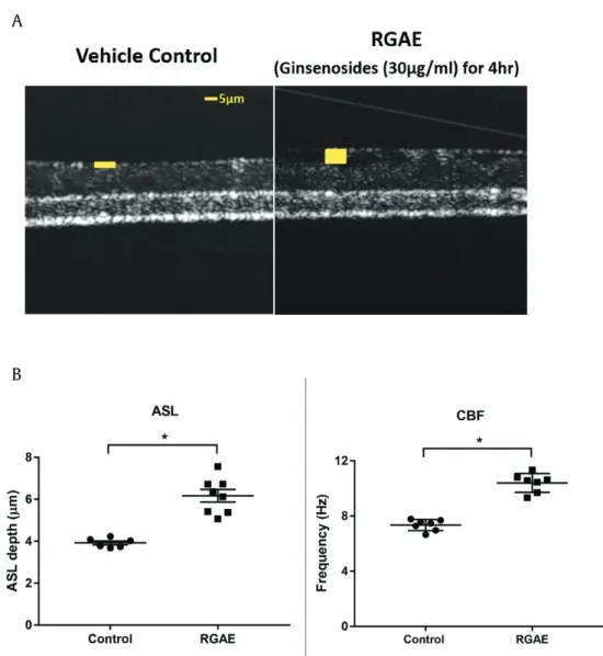 Fig. 7. Measurement of ASL depth using m OCT. A. m OCT images demonstrating ASL thickness in control (A) and RGAE-stimulated (B) MNSE cell cultures