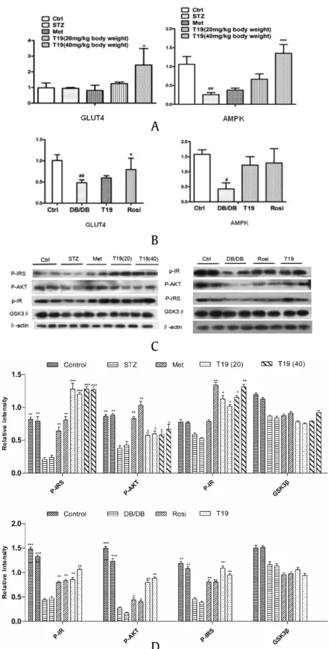 Fig. 8. Effect of 25-OH-PPT (T19) on the mRNA relative expression of GLUT4 and AMPK in skeletal muscle of STZ-induced diabetic mice (n ¼ 10/group) (A) and DB/DB mice (n ¼ 6/