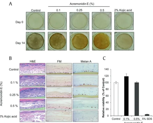 Fig. 7. Effects of acremonidin E (1) on the MelanodermÔ 3D skin model. (A) Color of 3D human skin tissue model (Melanoderm; MatTek); (B) hematoxylin and eosin (H &amp; E) stained tissues, Fontana-Masson (FM) stained tissues, and MelanA stained tissues; (C)