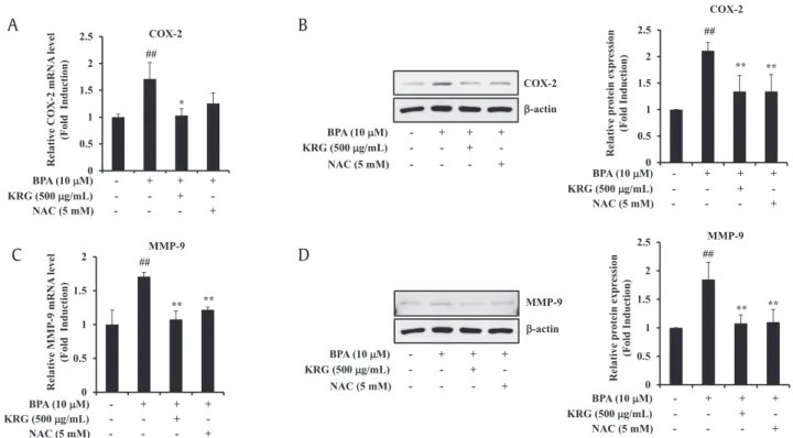 Fig. 5. Effects of KRG on involvement of ROS in COX-2 and MMP-9 expression. (A) A549 cells were preincubated with KRG and NAC for 1 h and treated with BPA for 24 h
