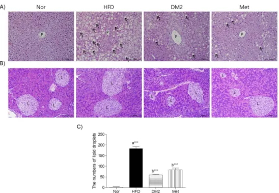 Fig.  4.  Effects  of  DM2  extract  on  the  histological  change  of  liver  and  pancreas  tissues  in  high  fat  diet-induced  obesity  mice