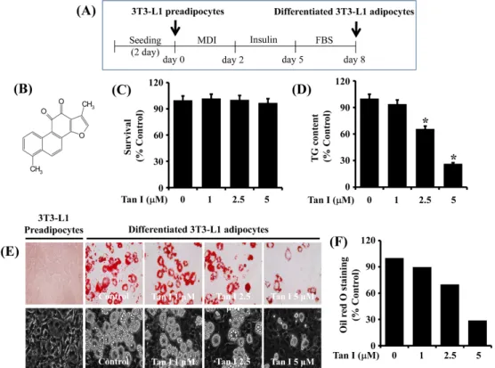 Fig.  1.  Effects  of  tanshinone  I  on  lipid  accumulation,  TG  content,  and  cell  survival  during  3T3-L1  preadipocyte  differentiation