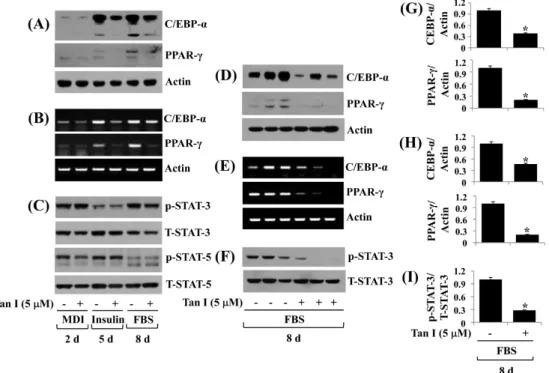 Fig.  2.  Effect  of  tanshinone  I  on  expression  and/or  phosphorylation  of  C/EBP-α,  PPAR-γ,  and  STAT-3/5  in  differentiating  3T3-L1  cells