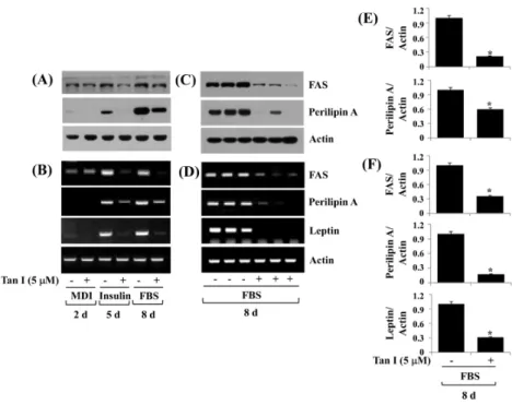 Fig.  3.  Effect  of  tanshinone  I  on  expression  of  FAS,  perilipin  A,  and  leptin  in  differentiating  3T3-L1  cells