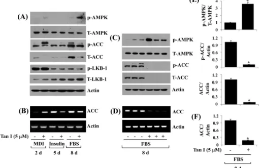 Fig.  4.  Effect  of  tanshinone  I  on  expression  and  phosphorylation  of  AMPK,  ACC,  and  LKB-1  in  differentiating  3T3-L1  cells