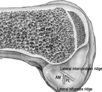 Fig. 2. The lateral wall of intercondylar notch. When the axis