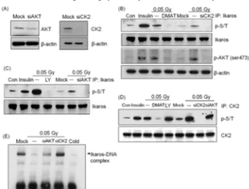 Fig. 4. Site-specific phosphorylation of Ikaros by LDIR sensitivity in 293T cells.