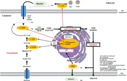 Figure 4.1 The schematic diagram of metabolic pathway of gene related with fatty acid synthesisin adipocyte of skeletal muscle