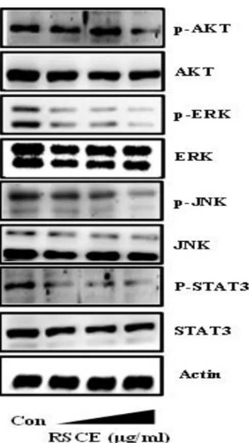 Figure  2.  RSCE  inhibits  the  cell  signaling  pathway:  (A)  The 