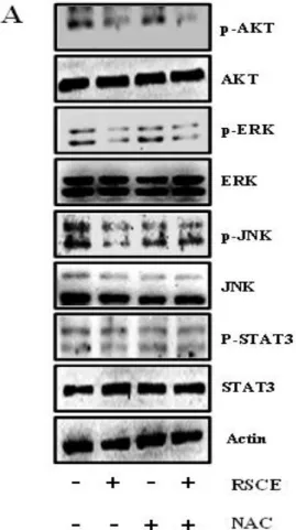 Figure  4.  RSCE-induced  ROS  production  causes  the  MAP 