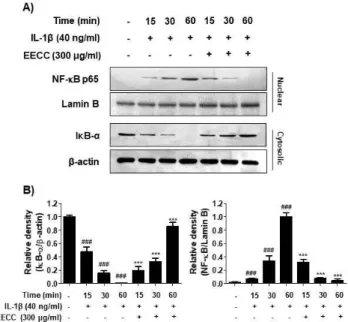 Figure  6.  Inhibition  of  the  NF-κB  nuclear  translocation  by 