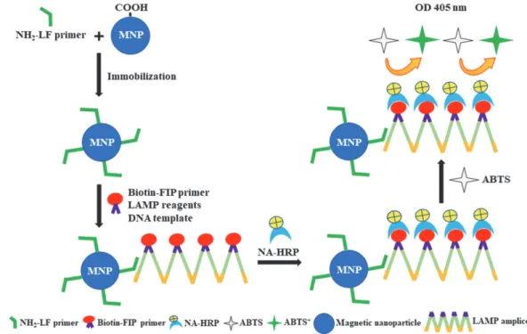 Fig. 1. Schematic diagram of the colorimetric magneto-LAMP (CM-LAMP) assay.  The carboxylated magnetic nanoparticles (MNPs) were immobilized with the amino-modified LF primer (NH 2 -LF primer) using the carbodiimide method
