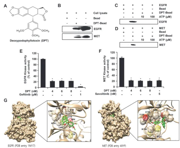 Fig. 1. Deoxypodophyllotoxin (DPT) directly interacts with EGFR or MET.  (A) Structure of DPT