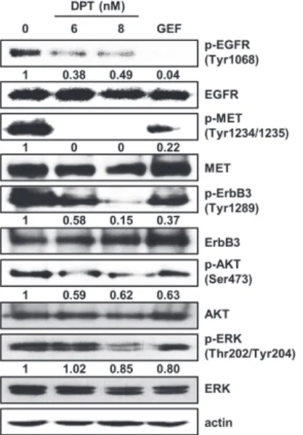 Fig. 2. Effects of DPT on EGFR or MET signaling pathways in HCC827GR cells.  Cells were treated with DPT or GEF for 48 h