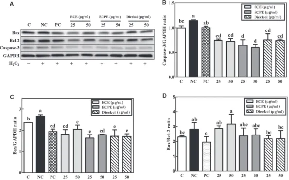 Fig. 4. Effects of  E. cava extract (ECE), E. cava phlorotannin-rich extract (ECPE), and dieckol on (A) protein production of caspase-3, Bax, Bcl-2, and GAPDH as measured by western blotting, (B) caspase-3/GAPDH ratio, (C) Bax/GAPDH ratio, and (D) Bax/Bcl-
