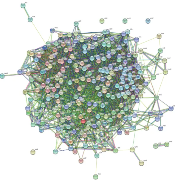 Fig. 2. Protein-protein interaction network of non-host essential proteins from Shigella flexneri.