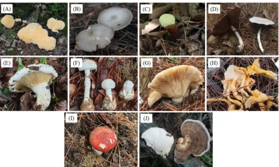 Fig. 1.  Fruiting bodies of the wild mushrooms in this study (A, OK1360; B, OK1361; C, OK1362; D, OK1388; E, OK1395; F, OK1398; G, OK1404; H, OK1405; I, OK1406; J, OK1457)