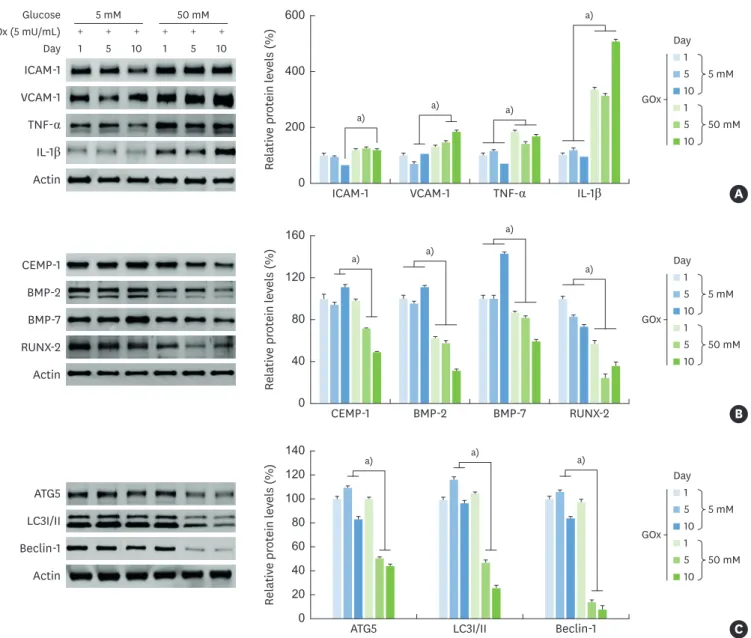 Figure 2.  Influence of glucose-induced oxidative stress on inflammation, osteogenic differentiation, and autophagy