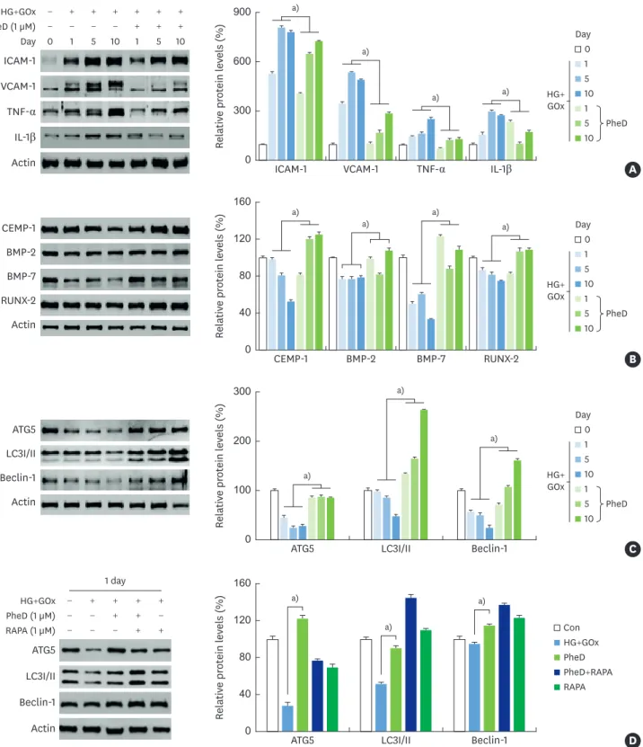 Figure 4.  Effects of PheD on the expression of inflammatory, osteogenic, and differentiation and autophagy-related molecules in HPDLCs with glucose-induced  oxidative stress