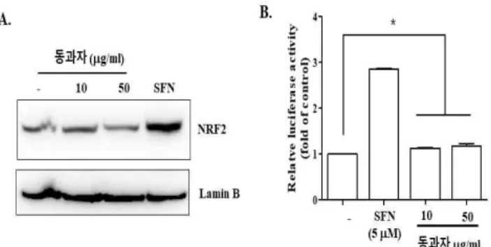 Fig.  5.  Effect  of  Donggwaja  on  anti-inflammatory  factor  Nrf2.   RAW  264  cells  (A)  and  reporter  cell  line  (B)  were  treated  with  two  different  amounts  of  Donggwaja  and  sulforaphane  (5  mM)  for  16  h