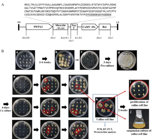 Fig. 3 RT-PCR analysis of recombinant suspension cell lines.  (A) Confirmation of T-DNA integration in recombinant suspension  cell lines using forward primer (SWPA2 promoter region) and  reverse primer (miraculin gene region)