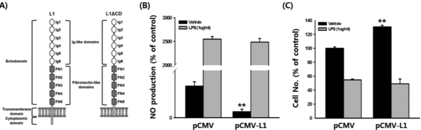 Fig. 1 − Effect of L1CAM on NO production and cell proliferation. (A) Structure of L1CAM (L1) and cytoplasmic domain deleted L1CAM (L1ΔCD) (B) RAW264.7 cells transfected with either pCMV or pCMV-L1 were treated with LPS for 24 h, and NO production was dete