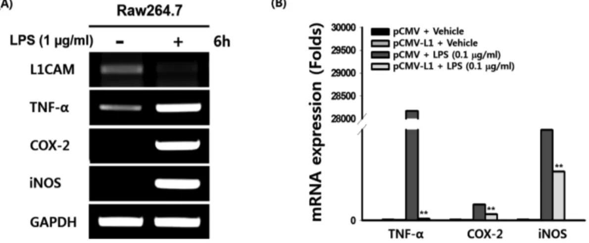 Fig. 2 − Effect of L1CAM on mRNA expression of inflammatory genes. (A) RAW264.7 cells were treated with LPS for 6 h and mRNA levels of the indicated genes were determined by semi-quantitative PCR