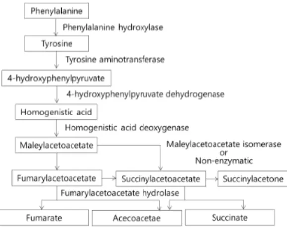 Fig.  2. Metabolism  of  tyrosine. 소견을  통하여  진단한다.  임상적으로  타이로신혈증이 의심되는 경우, 혈청 아미노산, 간기능 검사, 프로트롬빈시간/부분트롬보플라스틴 시간/국제 정상화 비율, 알파태아단백, 소변 SA를 확인해야 한다
