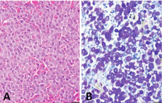 Fig 3. Histopathologic findings. (A) Neoplastic cells were round to  polyhedral  in  shape  with  finely  granulated  cytoplasm  in Korean shorthair cat (H&amp;E, Bar = 20 m)