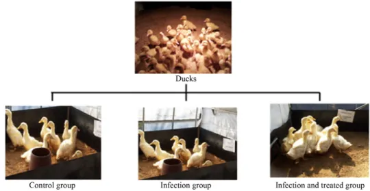 Fig. 1. Three different groups of ducks for in vivo antibacterial assay. Control group, infected group, infected and treated group.