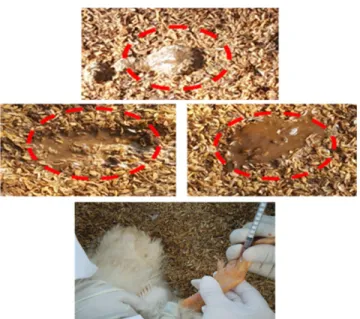 Fig. 4. Gene expression level of the bacteria in the blood samples from all groups of ducks.
