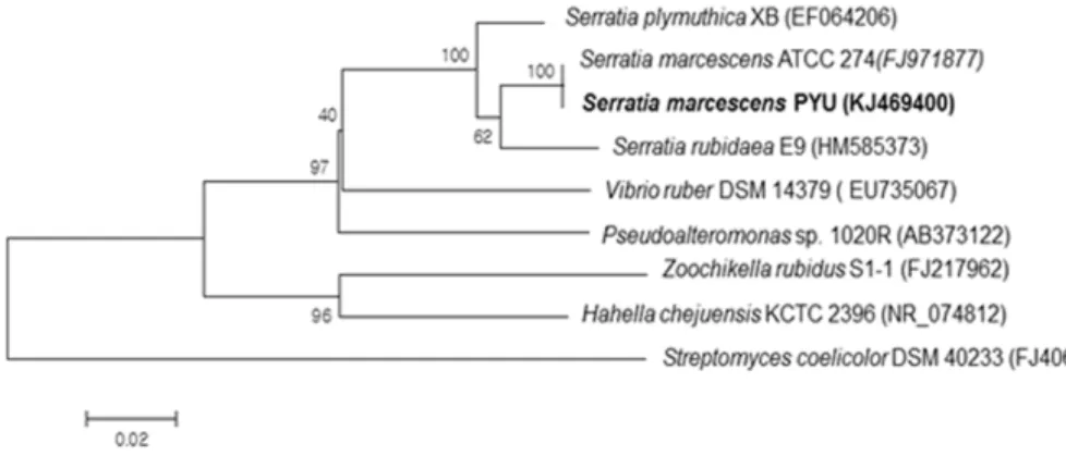 Fig. 1. Phylogenetic placement of Serratia marcescens PYU compared to red-pigment produced microorganisms