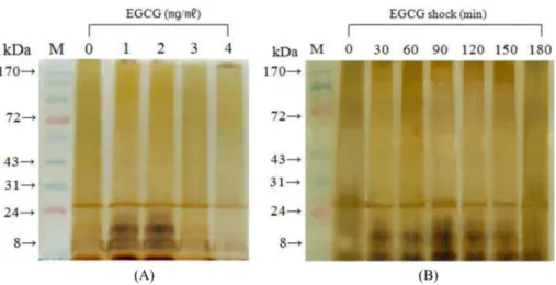 Fig. 2. Silver stained SDS-PAGE gel profiles of LPS extracted from hemolytic Aeromonas sp