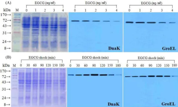 Fig. 5. Two-dimensional gel electrophoresis pattern of total hemolytic Aeromonas sp. MH-8 proteins in Luria-Bertani broth without broth EGCG (A) or in the presence of 3 mg/mL EGCG for 2 h (B)