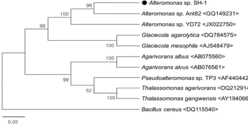 Fig. 1. Phylogenetic tree based on almost complete 16S rDNA sequence comparing isolated Alteromonas sp