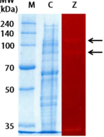 Fig. 6. SDS-PAGE and zymogram analysis of agarase. The molecu- molecu-lar masses of the enzymes were 85 kDa and 110 kDa