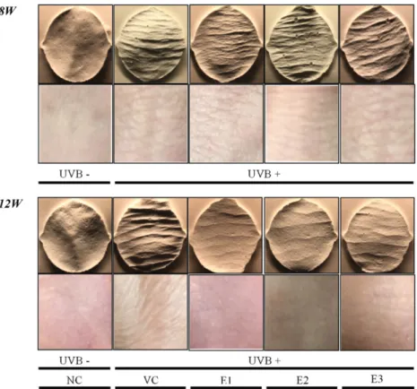 Fig. 1. Replica production and visual wrinkle patterns of skin. 8w: Before oral administration, 12w: Four weeks after oral adminis-