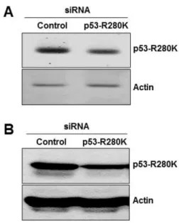 Fig. 1. Effects of siRNA on p53 expression. MDA-MB-231 cells were transfected with control siRNA or with p53 siRNA for 48 h.