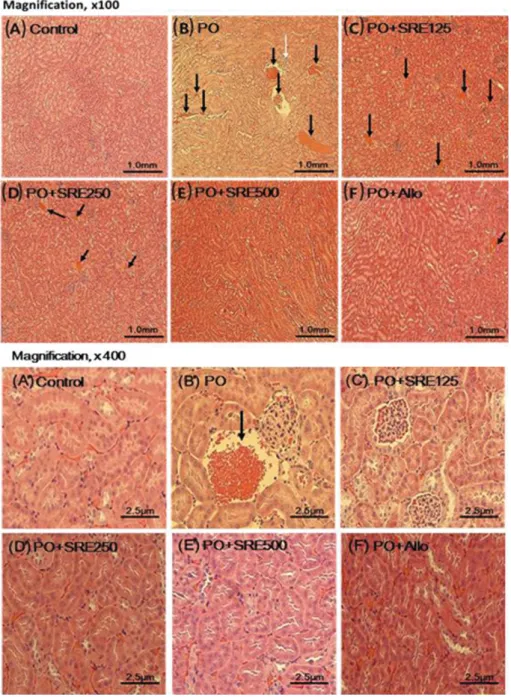 Fig. 4. Effect of SRE administration on the histology of the kidney. At the end of experiment, the histology of the kidney was ana-