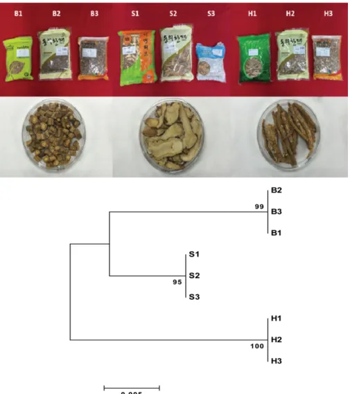 Fig. 1. Phylogenetic analysis of commercially available Radix Saposhnikoviae. Nine commercially available Saposhnikoviae Radix