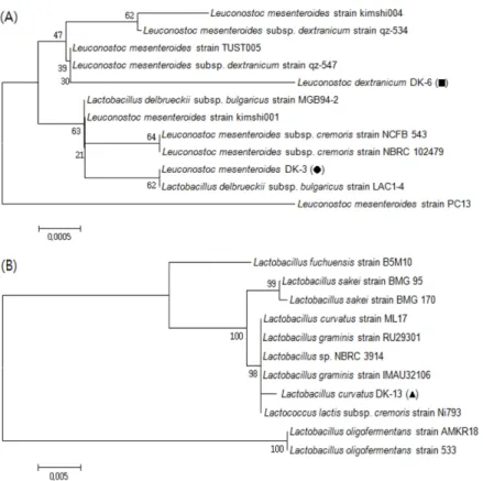 Fig. 1. Phylogenetic analyses of three isolates, Leuconostoc mesenteroides DK-3 (●), Leuconostoc dextranicum DK-6 (■) and Lactoba- Lactoba-cillus curvatus DK-13 ( ▲) related lactic acid bacteria based on 16S rRNA sequence comparisons