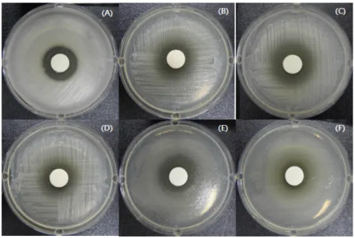 Fig. 7. Antibacterial activity by 20-fold concentrated supernatants from mixed cultures