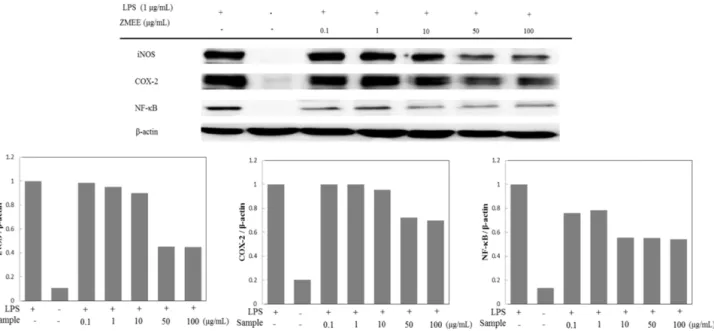 Fig. 4. Effect of Zostera marina ethanolic extract (ZMEE) on LPS-induced iNOS, COX-2, and NF-κB p65 expression in LPS-induced RAW246.7 cells