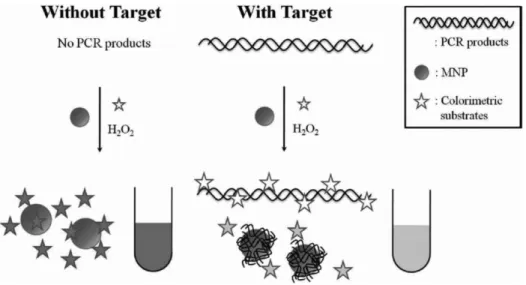 Fig. 2. Schematic illustration of a label-free colorimetric platform for DNA sensing based on target-induced shielding of nanozyme's activity.