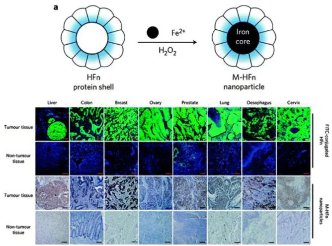 Fig. 6. Magnetoferritin nanoparticles as peroxidase mimic to target and visualize tumor tissues