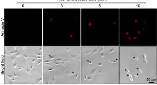 Fig. 3. There was no DBD bio-plasma-mediated increase in the expression of HSP70. The expression of HSP70 was increased in MEFs after 45 o C heat shock treatment of our system