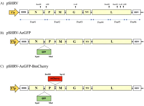 Fig.  1.  Schematics  representation  of  plasmids  for  the  generation  of  a  recombinant  wild  type  SHRV  (pSHRV),  a  rSHRV  containing  eGFP  gene  between  N  and  P  genes  (pSHRV-AeGFP),  a  rSHRV  harboring  eGFP  gene  and  mCherry  gene  betw