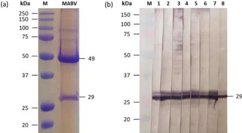 Fig.  1.  SDS-PAGE  analysis  of  concentrated  MABV  (a),  and  western  blot  analysis  using  MABV-infected  CHSE-214  (b)